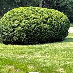 Bush Trimming by MZ Property Services LLC reviewed on May 16, 2025