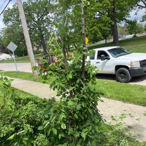 Bush Trimming by Jz landscape construction llc reviewed on July 7, 2022