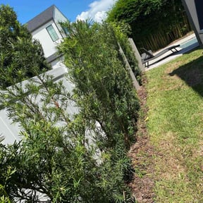 Bush Trimming by Vera Lawns reviewed on May 3, 2025