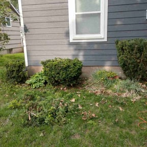 Bush Trimming by Premier lawn solutions reviewed on July 27, 2025