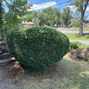 Bush Trimming by Fresh cut reviewed on June 6, 2025