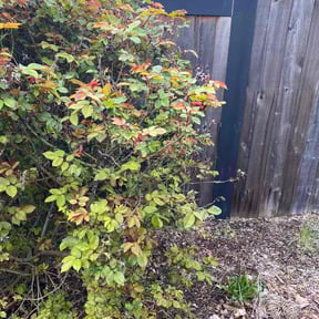 Bush Trimming by Annex Real Estate LLC reviewed on July 20, 2020