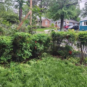 Bush Trimming by Lawn In Order reviewed on May 12, 2022