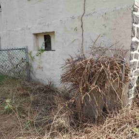 Bush Trimming by Ronnie Thacker reviewed on June 22, 2022