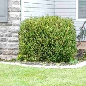 Bush Trimming by 3B Landscaping. reviewed on December 25, 2024