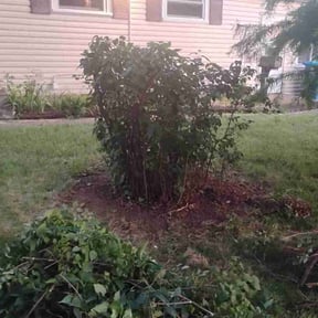 Bush Trimming by Ava’s Crew reviewed on June 4, 2021