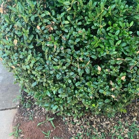 Bush Trimming by Send-A-Fella LawnCare reviewed on August 4, 2022