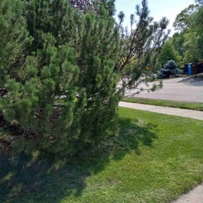 Bush Trimming by Nicks tree removal reviewed on October 28, 2024