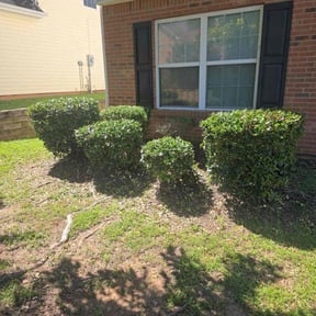 Bush Trimming by Darius Baugh reviewed on April 13, 2023