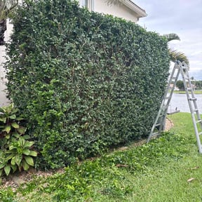 Bush Trimming by Re Image lawn care reviewed on April 27, 2022