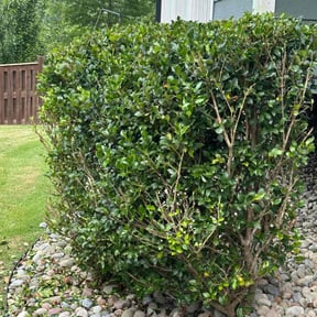 Bush Trimming by L&P.inc reviewed on May 19, 2022