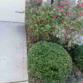 Bush Trimming by Robert Bass reviewed on June 20, 2025