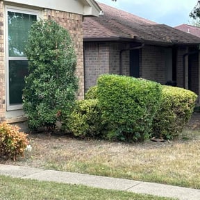 Bush Trimming by Lion&#039;s Landscaping reviewed on April 15, 2025