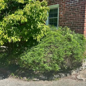 Bush Trimming by Bennie Dixon Properties LLC reviewed on June 5, 2022
