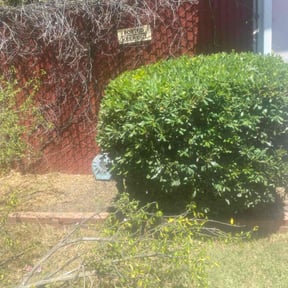 Bush Trimming by Alo&#039;s lawn care services LLC reviewed on August 6, 2022