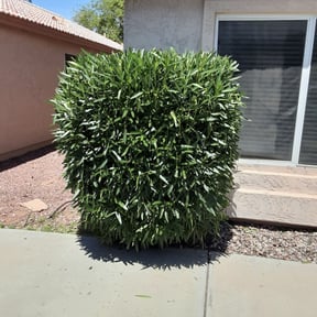 Bush Trimming by Signature Lawn Care LLC. reviewed on June 1, 2022