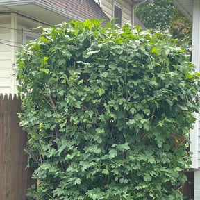 Bush Trimming by Affordable Lawncare Co. reviewed on October 19, 2022