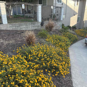 Weeding by LSLTDallas/FortWorthTruGreen reviewed on March 4, 2025