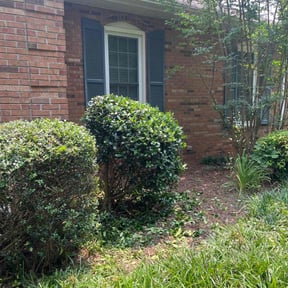 Bush Trimming by Dream Green reviewed on August 1, 2022