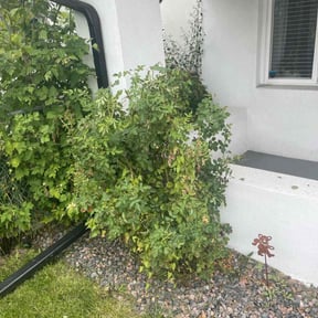 Bush Trimming by LSLTDallas/FortWorthTruGreen reviewed on August 15, 2024