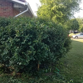 Bush Trimming by MJ'S Lawn service reviewed on September 15, 2024