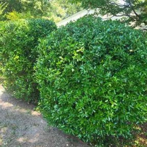 Bush Trimming by jalapenolandscaping reviewed on April 8, 2025