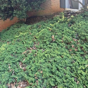 Flower Bed Weeding by EECO SERVICES LLC reviewed on May 9, 2021