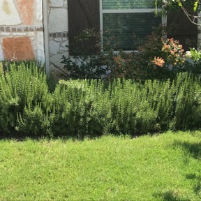 Bush Trimming by Howards Elite Lawn Care and Landscaping reviewed on May 12, 2022