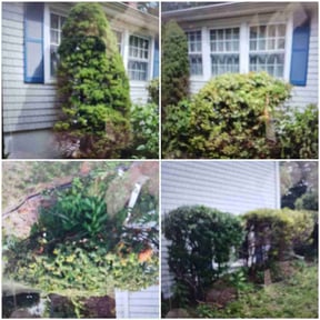 Bush Trimming by Both Sides Of The Fence Lawn Care and Maintenance LLC. reviewed on June 6, 2022