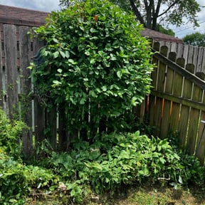 Bush Trimming by Joe’s lawn care reviewed on June 15, 2022
