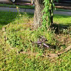 Flower Bed Weeding by # High-Class Grass reviewed on January 6, 2024