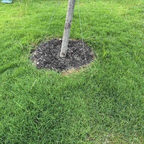 Weeding by DNA Landscaping reviewed on July 14, 2020