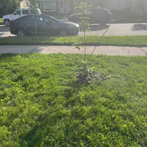 Bush Trimming by Mow Masters Llc reviewed on May 7, 2025