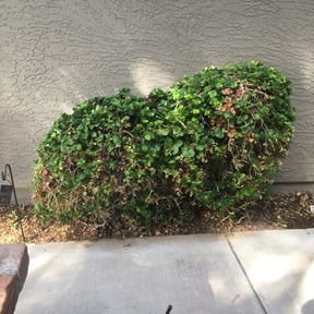 Bush Trimming by MVP Lawn & Landscaping reviewed on January 14, 2022