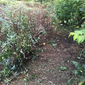 Bush Trimming by Ortega lawn services LL reviewed on July 13, 2022