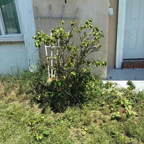 Bush Trimming by Nick Moskos reviewed on July 14, 2022
