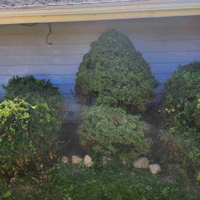 Bush Trimming by Hettie Mae Residential Services llc reviewed on June 10, 2022