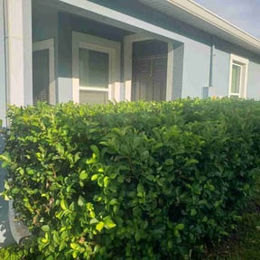 Bush Trimming by Done Right Handyman Services LLC. reviewed on August 28, 2024
