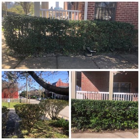 Bush Trimming by JayLandscaping reviewed on April 23, 2025