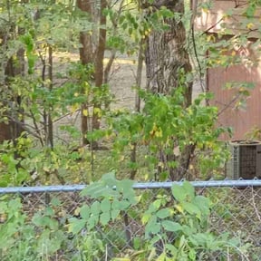 Leaf Removal by Greater Cleveland Landscaping reviewed on June 29, 2022