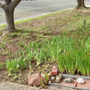 Bush Trimming by Becks home improvements reviewed on June 9, 2022