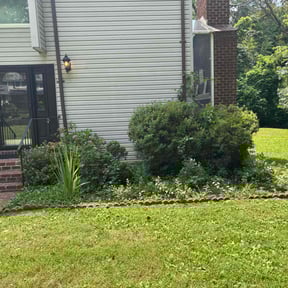 Bush Trimming by Tommy's Landscaping reviewed on September 16, 2020