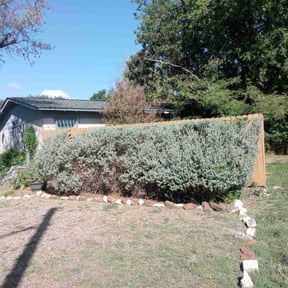 Bush Trimming by Jackson Lawn Care reviewed on March 4, 2025