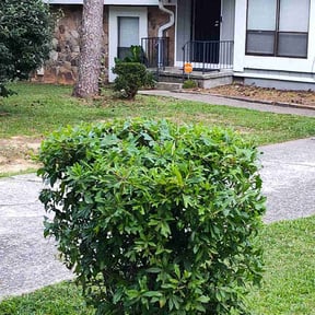 Bush Trimming by Big brother movers reviewed on June 1, 2022