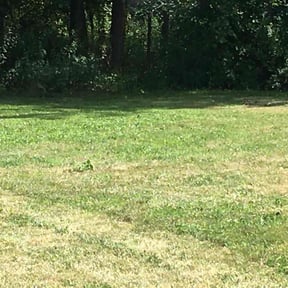 Bush Trimming by Lawn Life Mowing LLC reviewed on June 16, 2022