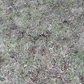 Leaf Removal by Moser's mowers reviewed on June 21, 2022