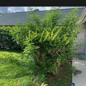 Bush Trimming by Lawn Life Mowing LLC reviewed on December 12, 2024