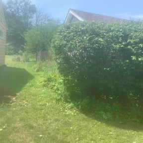 Bush Trimming by Trendy Lawn Care LLC reviewed on June 29, 2025