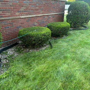 Bush Trimming by Affordable lawn care reviewed on April 20, 2022
