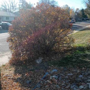Bush Trimming by Jr's Landscape reviewed on May 17, 2025